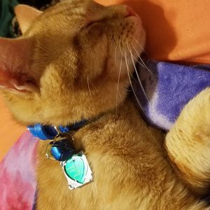 Meet your Posher, Kenji